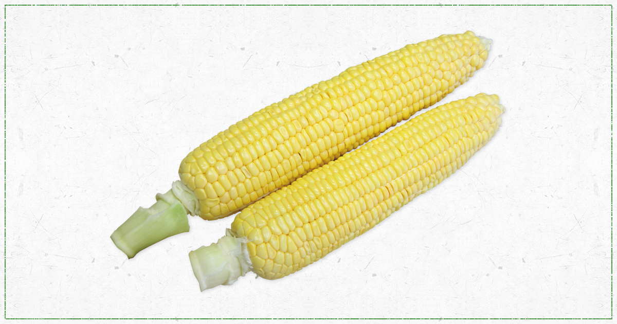 Vol 4 トウモロコシ 旬の野菜をナビゲート 仙台あぐりeat